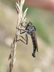 Neoitamus socius