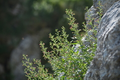 Scrophularia rupestris