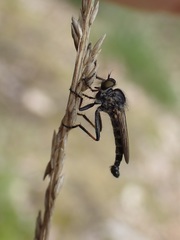 Neoitamus socius