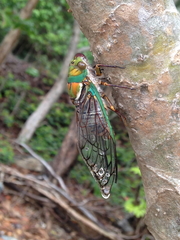 Macrotristria sylvara