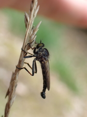 Neoitamus socius
