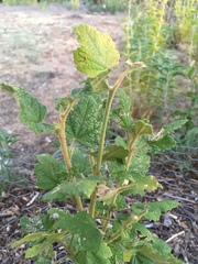 Malacothamnus involucratus
