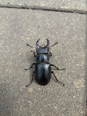 Lucanus ibericus