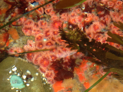 Corynactis californica