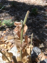 Malacothamnus clementinus