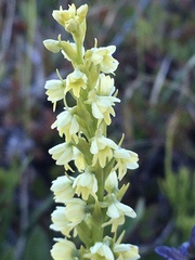Pseudorchis straminea