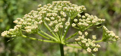 Ligusticum