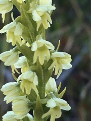 Pseudorchis straminea