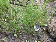 Juncus bufonius
