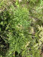 Ligusticum