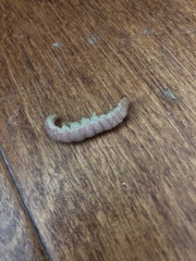 Litoprosopus coachella