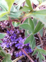 Hydrophyllum alpestre