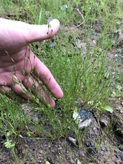 Juncus bufonius