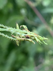 Rhinoncomimus latipes