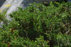 Juniperus communis hemisphaerica