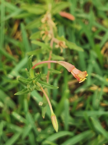 Image of Oenothera pubescens by (c) M. Socorro González Elizondo, some rights reserved (CC BY-SA)