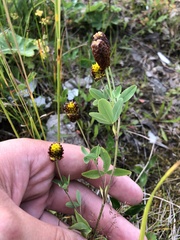Trifolium spadiceum