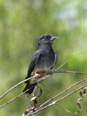 Chelidoptera tenebrosa