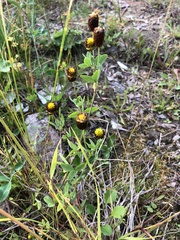 Trifolium spadiceum