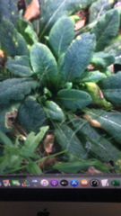 Primula elatior