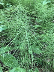 Equisetum pratense