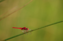 Crocothemis servilia