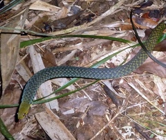 Thamnosophis epistibes