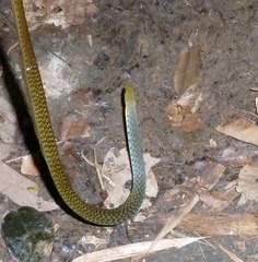 Thamnosophis epistibes