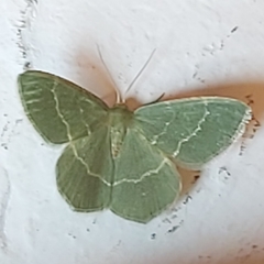 Chlorissa viridata