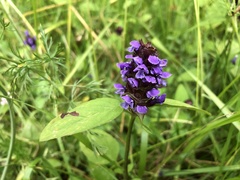 Prunella vulgaris