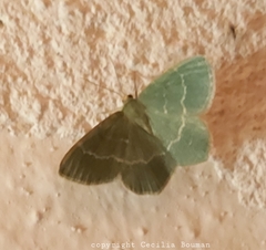 Chlorissa viridata