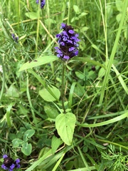 Prunella vulgaris