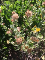 Malacothamnus lucianus