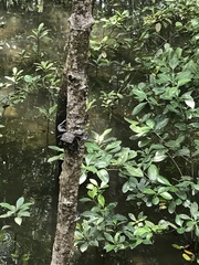 Episesarma versicolor