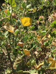 Malacothamnus lucianus