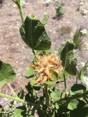 Malacothamnus lucianus