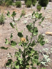 Malacothamnus lucianus