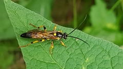 Amblyteles armatorius