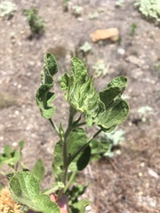 Malacothamnus lucianus