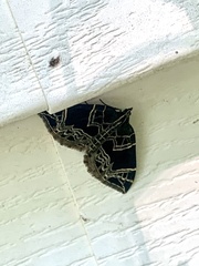 Gandaritis atricolorata