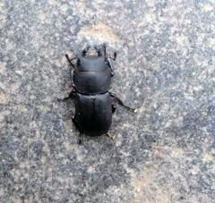 Dorcus parallelipipedus