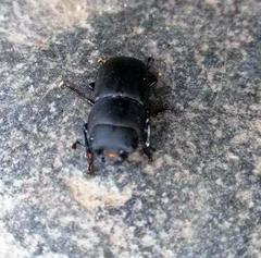 Dorcus parallelipipedus