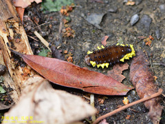 Gynautocera rubriscutellata