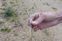 Pediomelum linearifolium