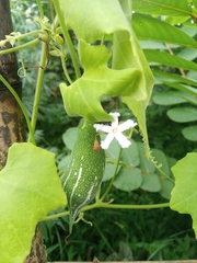 Trichosanthes cucumerina