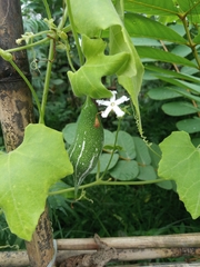 Trichosanthes cucumerina