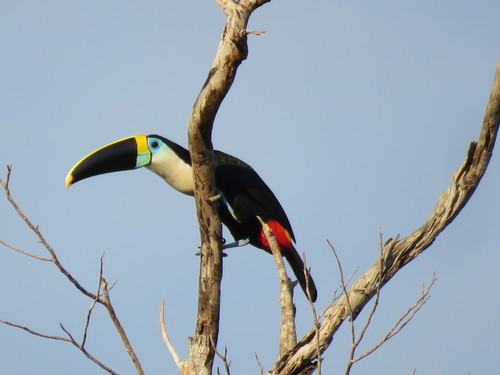Ramphastos tucanus