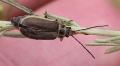 Trirhabda sericotrachyla