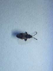 Scolopostethus affinis