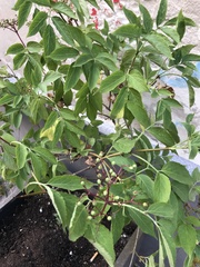 Sambucus nigra